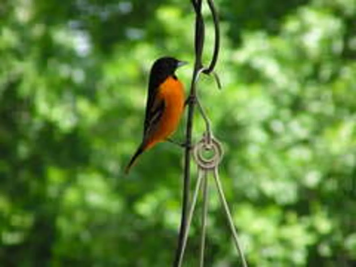 This exterior image features a serene outdoor scene with a bird perched near a hanging object, set against a peaceful natural backdrop. The scene evokes the tranquility of the surrounding area and the accessibility to nature and outdoor activities.