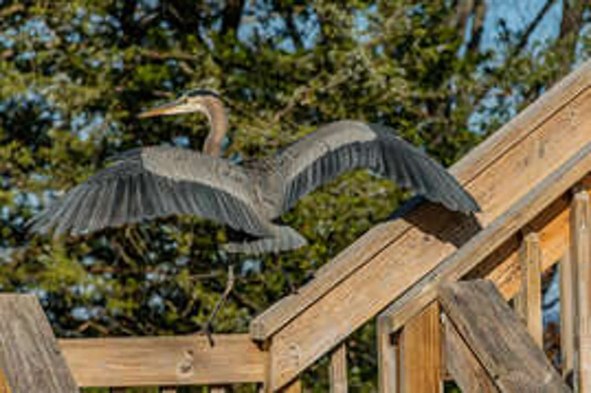 A serene lakeside landscape featuring wooden stairs leading down to the shore, surrounded by lush greenery. A great blue heron is visible, offering a touch of wildlife. The scene invites outdoor exploration and birdwatching.